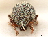  ( - CCDB-30449-F02)  @11 [ ] CreativeCommons - Attribution (2018) CBG Photography Group Smithsonian Institution