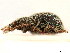  ( - CCDB-30449-F02)  @11 [ ] CreativeCommons - Attribution (2018) CBG Photography Group Smithsonian Institution