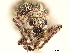  ( - CCDB-30449-F09)  @11 [ ] CreativeCommons - Attribution (2018) CBG Photography Group Smithsonian Institution