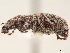 (Mitostylus - CCDB-30449-F10)  @11 [ ] CreativeCommons - Attribution (2018) CBG Photography Group Smithsonian Institution