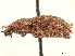  ( - CCDB-30449-F11)  @11 [ ] CreativeCommons - Attribution (2018) CBG Photography Group Smithsonian Institution
