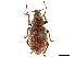  ( - CCDB-30449-F12)  @11 [ ] CreativeCommons - Attribution (2019) CBG Photography Group Smithsonian Institution