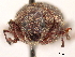  ( - CCDB-30449-F12)  @11 [ ] CreativeCommons - Attribution (2018) CBG Photography Group Smithsonian Institution