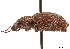  (Pholicodes pancaucasicus - CCDB-30449-F12)  @11 [ ] CreativeCommons - Attribution (2018) CBG Photography Group Smithsonian Institution
