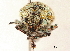  (Hypomeces - CCDB-30449-G04)  @11 [ ] CreativeCommons - Attribution (2018) CBG Photography Group Smithsonian Institution