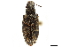  ( - CCDB-30449-G07)  @11 [ ] CreativeCommons - Attribution (2019) CBG Photography Group Smithsonian Institution