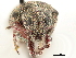  ( - CCDB-30449-G07)  @11 [ ] CreativeCommons - Attribution (2018) CBG Photography Group Smithsonian Institution