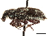  (Neocimbus plagiatus - CCDB-30449-G08)  @11 [ ] CreativeCommons - Attribution (2018) CBG Photography Group Smithsonian Institution