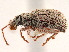  ( - CCDB-30449-G11)  @11 [ ] CreativeCommons - Attribution (2018) CBG Photography Group Smithsonian Institution