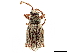  ( - CCDB-30449-G12)  @11 [ ] CreativeCommons - Attribution (2019) CBG Photography Group Smithsonian Institution