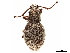  ( - CCDB-30449-H01)  @11 [ ] CreativeCommons - Attribution (2019) CBG Photography Group Smithsonian Institution