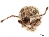  ( - CCDB-30449-H01)  @11 [ ] CreativeCommons - Attribution (2018) CBG Photography Group Smithsonian Institution