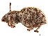  ( - CCDB-30449-H01)  @11 [ ] CreativeCommons - Attribution (2019) CBG Photography Group Smithsonian Institution