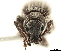  ( - CCDB-30449-H02)  @11 [ ] CreativeCommons - Attribution (2018) CBG Photography Group Smithsonian Institution