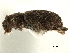  ( - CCDB-30449-H05)  @11 [ ] CreativeCommons - Attribution (2019) CBG Photography Group Smithsonian Institution