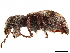  ( - CCDB-30449-H09)  @11 [ ] CreativeCommons - Attribution (2019) CBG Photography Group Smithsonian Institution