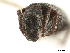  ( - CCDB-30449-H10)  @11 [ ] CreativeCommons - Attribution (2018) CBG Photography Group Smithsonian Institution