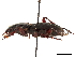  ( - CCDB-30450-H11)  @11 [ ] CreativeCommons - Attribution (2018) CBG Photography Group Smithsonian Institution