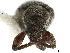  (Paululusus - CCDB-30451-A02)  @11 [ ] CreativeCommons - Attribution (2019) CBG Photography Group Smithsonian Institution