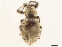  (Sympiezomias - CCDB-30451-A11)  @11 [ ] CreativeCommons - Attribution (2018) CBG Photography Group Smithsonian Institution