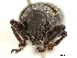  (Epicaerus operculatus - CCDB-30451-B03)  @11 [ ] CreativeCommons - Attribution (2019) CBG Photography Group Smithsonian Institution