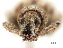  ( - CCDB-30451-B04)  @11 [ ] CreativeCommons - Attribution (2019) CBG Photography Group Smithsonian Institution