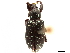  (Ischionoplus - CCDB-30451-B06)  @11 [ ] CreativeCommons - Attribution (2018) CBG Photography Group Smithsonian Institution