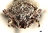  (Lachnopus spretus - CCDB-30451-B08)  @11 [ ] CreativeCommons - Attribution (2019) CBG Photography Group Smithsonian Institution