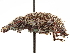  ( - CCDB-30451-B08)  @11 [ ] CreativeCommons - Attribution (2019) CBG Photography Group Smithsonian Institution