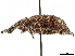  (Lachnopus inconditus - CCDB-30451-B09)  @11 [ ] CreativeCommons - Attribution (2019) CBG Photography Group Smithsonian Institution