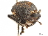  (Maseorhynchus - CCDB-30451-B11)  @11 [ ] CreativeCommons - Attribution (2019) CBG Photography Group Smithsonian Institution