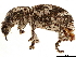  ( - CCDB-30451-B12)  @11 [ ] CreativeCommons - Attribution (2019) CBG Photography Group Smithsonian Institution
