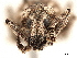  ( - CCDB-30451-C01)  @11 [ ] CreativeCommons - Attribution (2019) CBG Photography Group Smithsonian Institution