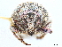 ( - CCDB-30451-C02)  @11 [ ] CreativeCommons - Attribution (2019) CBG Photography Group Smithsonian Institution
