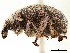  ( - CCDB-30451-C02)  @11 [ ] CreativeCommons - Attribution (2019) CBG Photography Group Smithsonian Institution