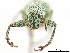  (Hadromeropsis fulgens - CCDB-30451-C04)  @11 [ ] CreativeCommons - Attribution (2019) CBG Photography Group Smithsonian Institution