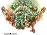  ( - CCDB-30451-C05)  @11 [ ] CreativeCommons - Attribution (2019) CBG Photography Group Smithsonian Institution