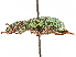  ( - CCDB-30451-C05)  @11 [ ] CreativeCommons - Attribution (2019) CBG Photography Group Smithsonian Institution