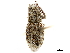  ( - CCDB-30451-C10)  @11 [ ] CreativeCommons - Attribution (2018) CBG Photography Group Smithsonian Institution