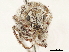  (Phacepholis - CCDB-30451-C10)  @11 [ ] CreativeCommons - Attribution (2019) CBG Photography Group Smithsonian Institution