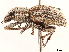  ( - CCDB-30451-C10)  @11 [ ] CreativeCommons - Attribution (2019) CBG Photography Group Smithsonian Institution