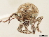  (Phacepholis viridis - CCDB-30451-C11)  @11 [ ] CreativeCommons - Attribution (2019) CBG Photography Group Smithsonian Institution