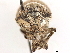  (Platyomus mollis - CCDB-30451-C12)  @11 [ ] CreativeCommons - Attribution (2019) CBG Photography Group Smithsonian Institution