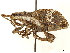  ( - CCDB-30451-C12)  @11 [ ] CreativeCommons - Attribution (2019) CBG Photography Group Smithsonian Institution