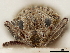  ( - CCDB-30451-D02)  @11 [ ] CreativeCommons - Attribution (2018) CBG Photography Group Smithsonian Institution