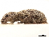  ( - CCDB-30451-D02)  @11 [ ] CreativeCommons - Attribution (2018) CBG Photography Group Smithsonian Institution
