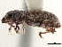  ( - CCDB-30451-D03)  @11 [ ] CreativeCommons - Attribution (2018) CBG Photography Group Smithsonian Institution