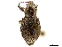 (Priocyphus - CCDB-30451-D05)  @11 [ ] CreativeCommons - Attribution (2019) CBG Photography Group Smithsonian Institution