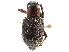  (Trichocyphus - CCDB-30451-D07)  @11 [ ] CreativeCommons - Attribution (2019) CBG Photography Group Smithsonian Institution