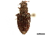  (Wagneriella - CCDB-30451-D08)  @11 [ ] CreativeCommons - Attribution (2019) CBG Photography Group Smithsonian Institution